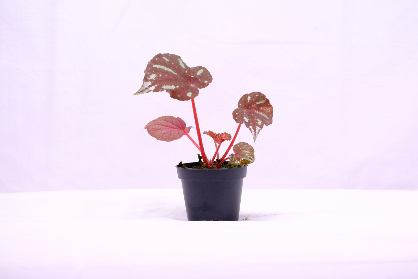 Begonia balansana