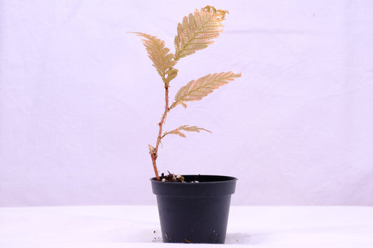 Selaginella sp. indonesia