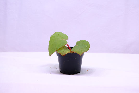Begonia rockii