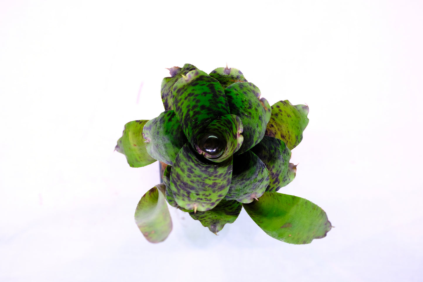 Neoregelia caviar