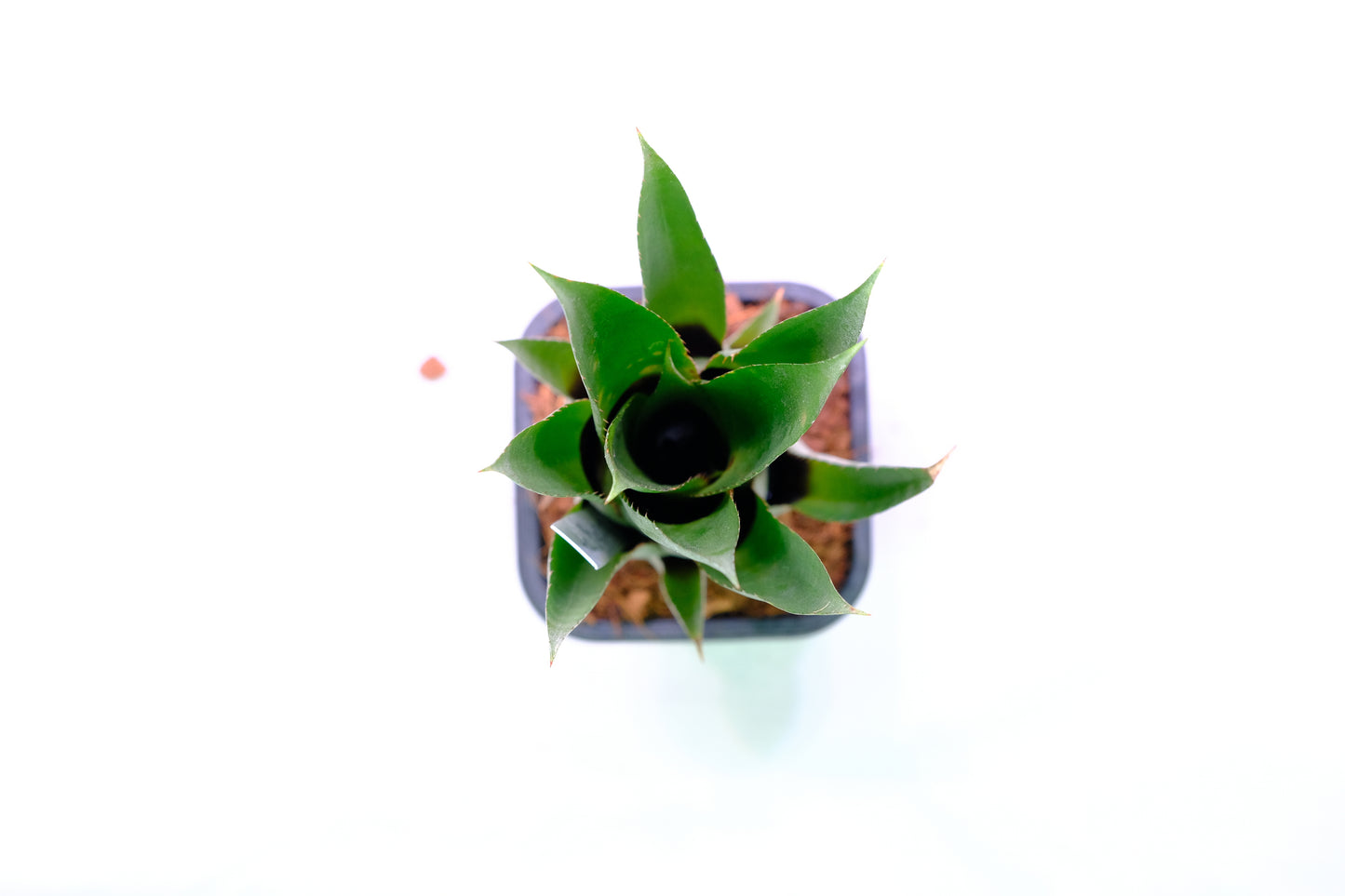 Aechmea bluetooth