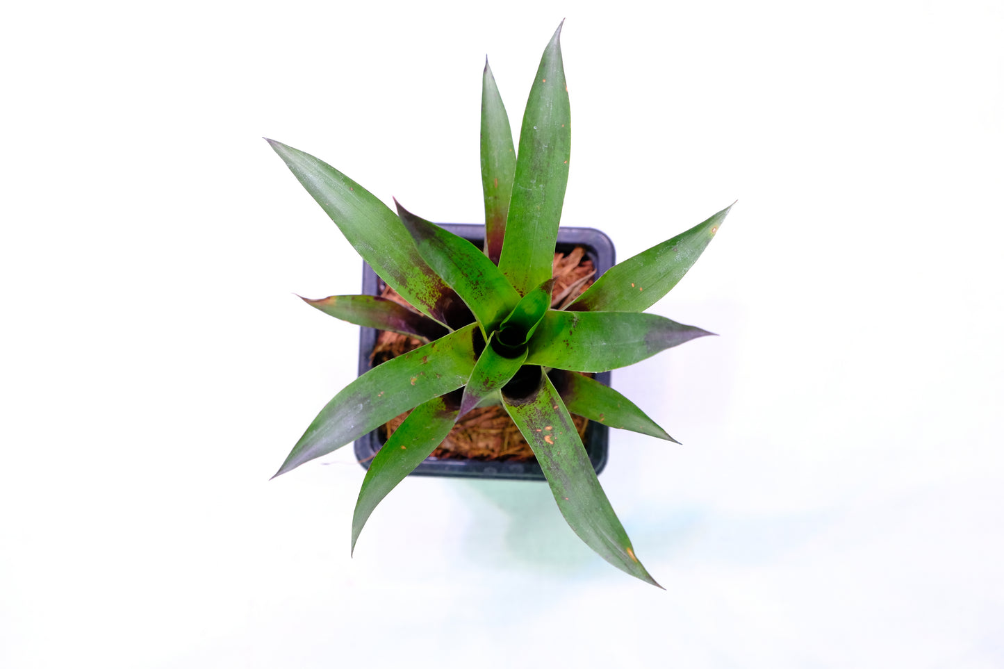 Vriesea corcovadensis