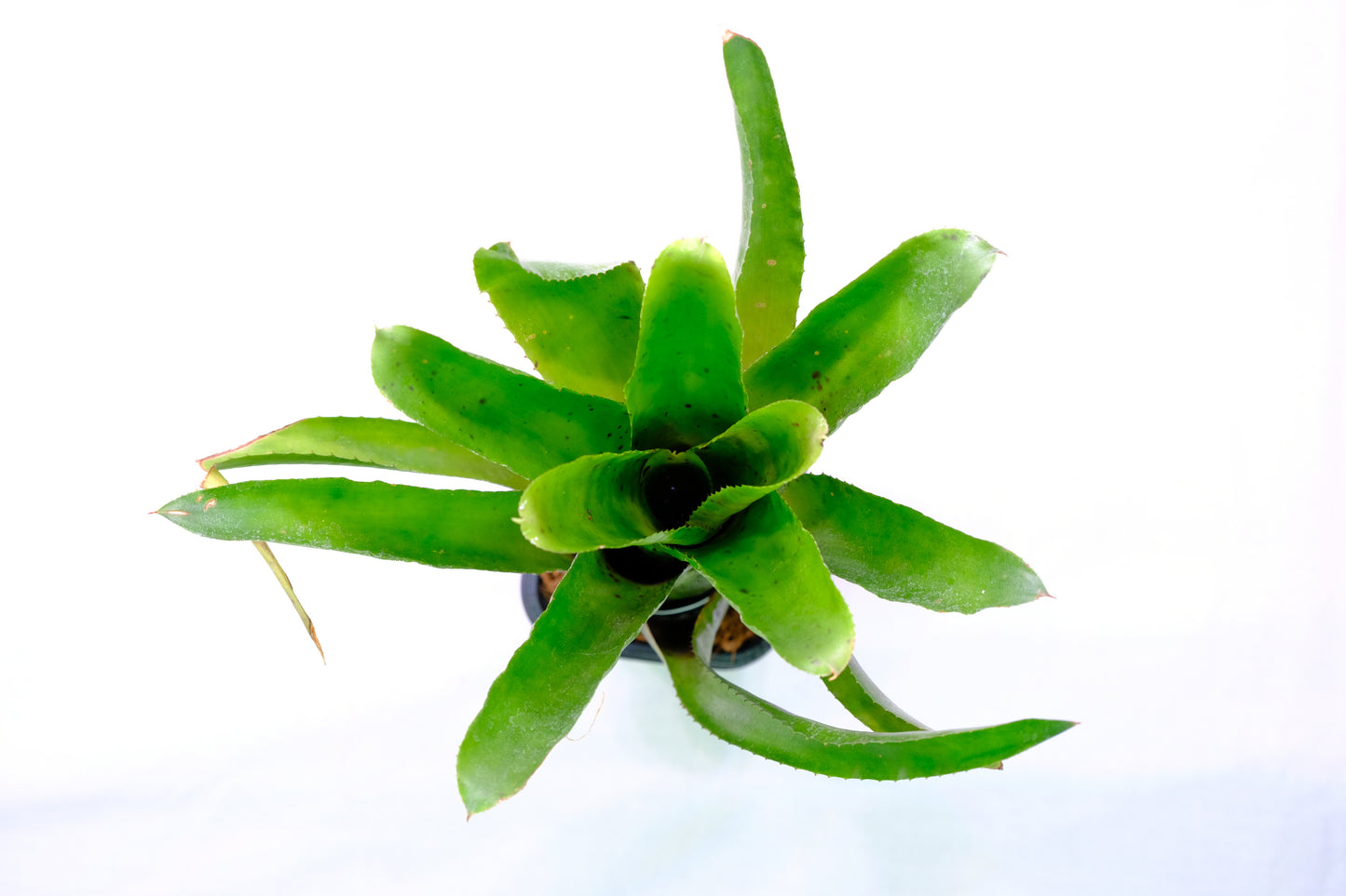 Neoregelia pauciflora hybrid