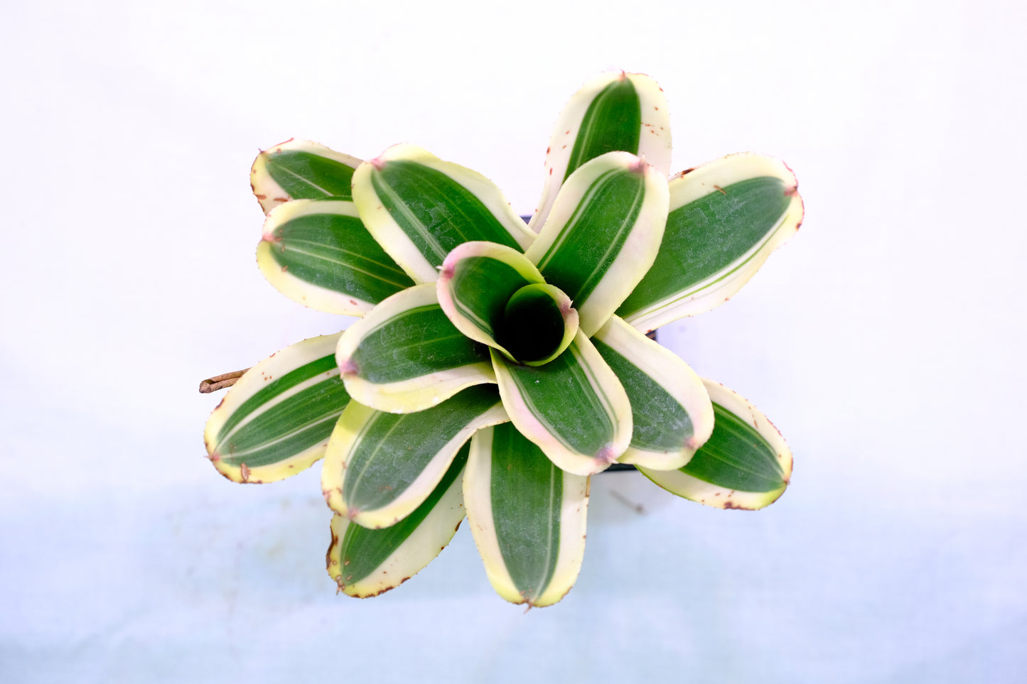Neoregelia car. x con. fireball