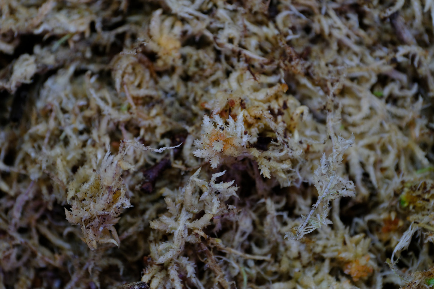 Levend Sphagnum mos