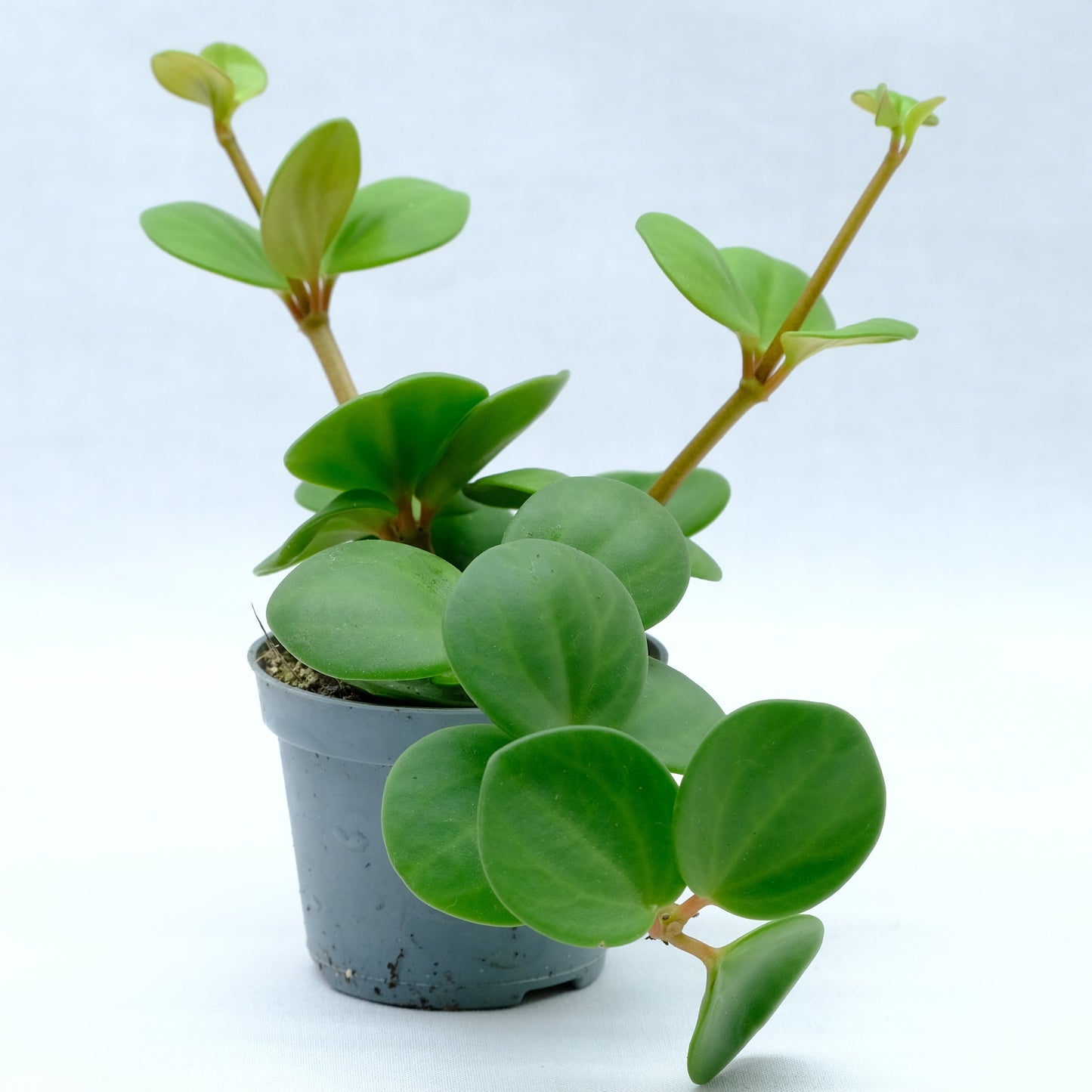 Peperomia pecuniifolia