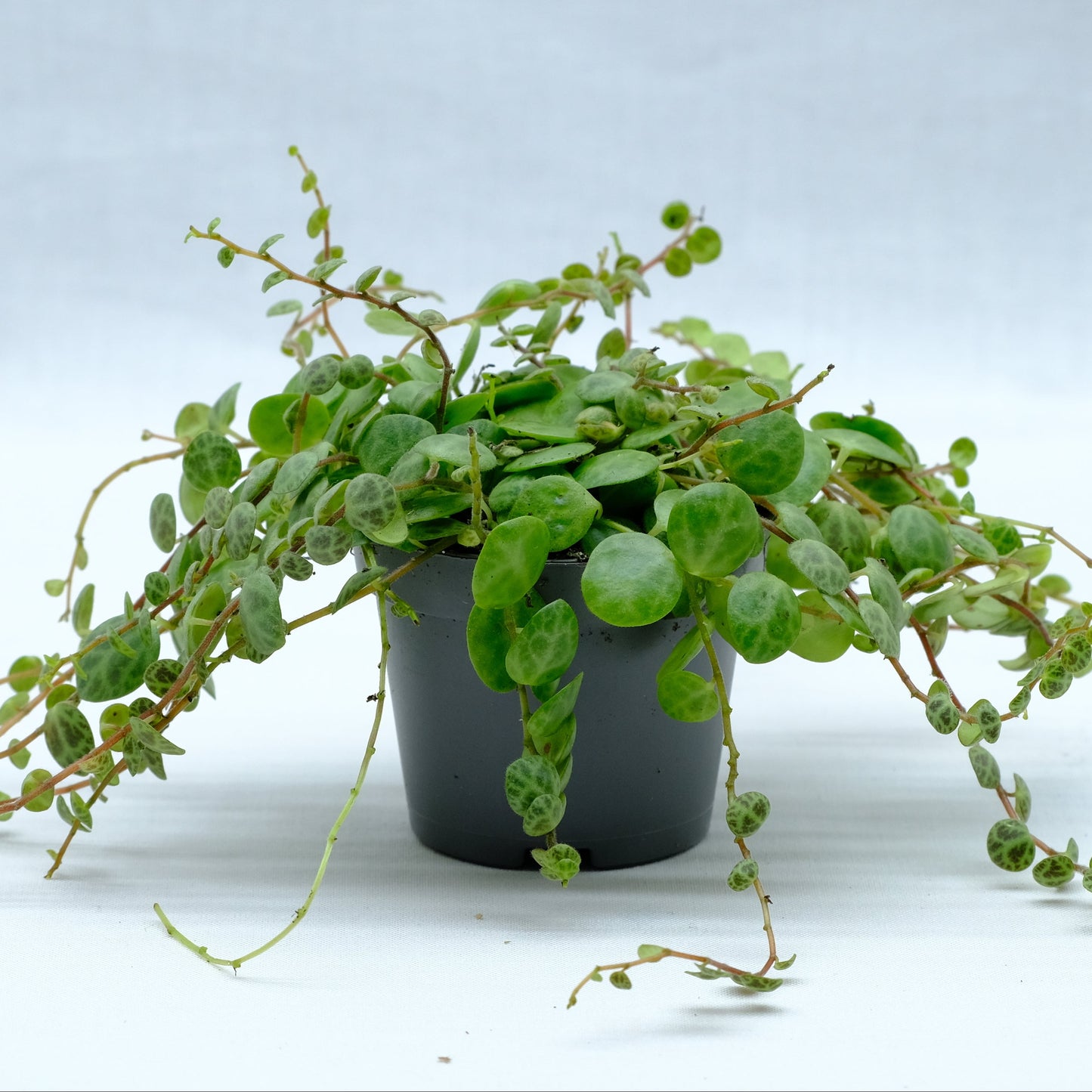 Peperomia prostrata