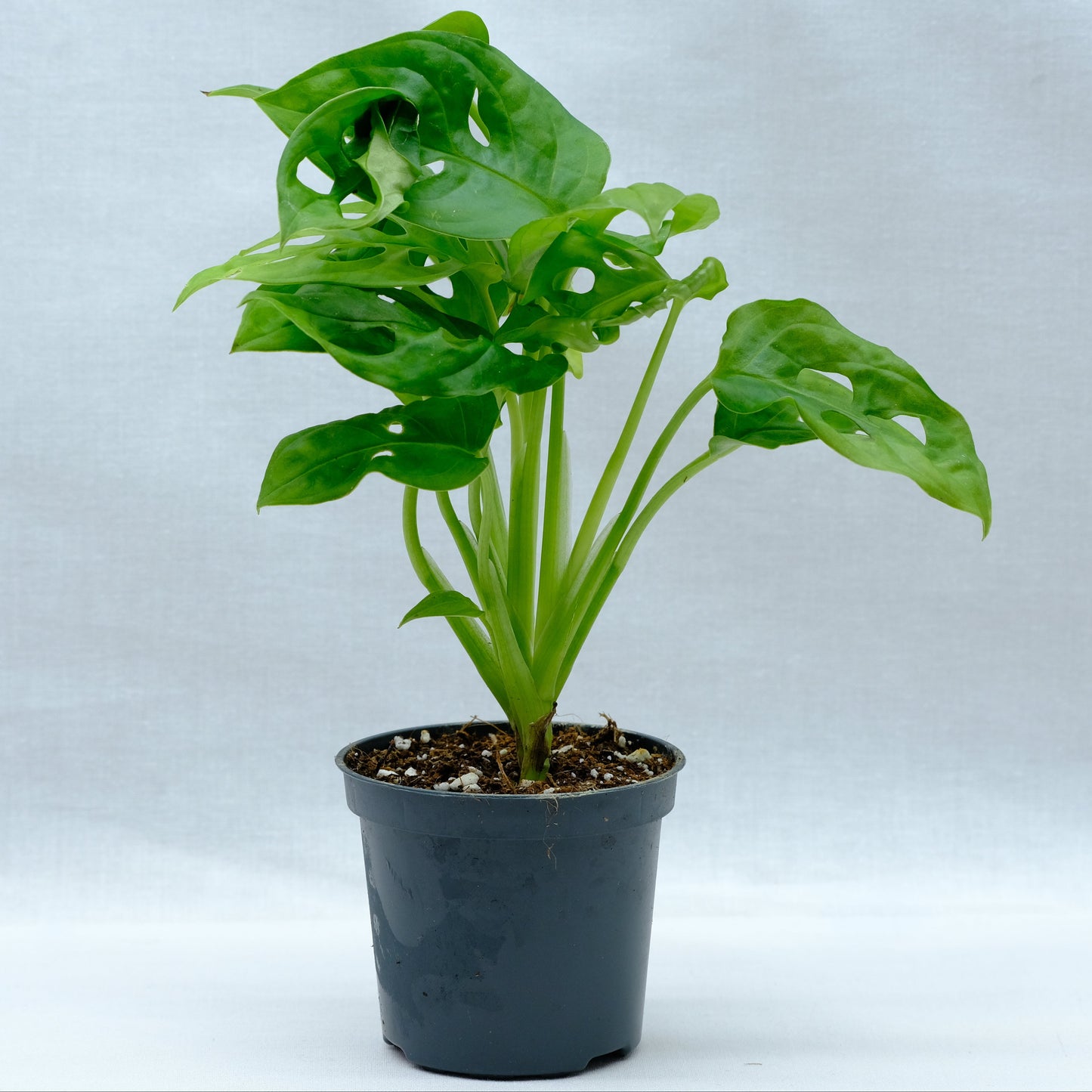 Monstera oblique monkey leaf