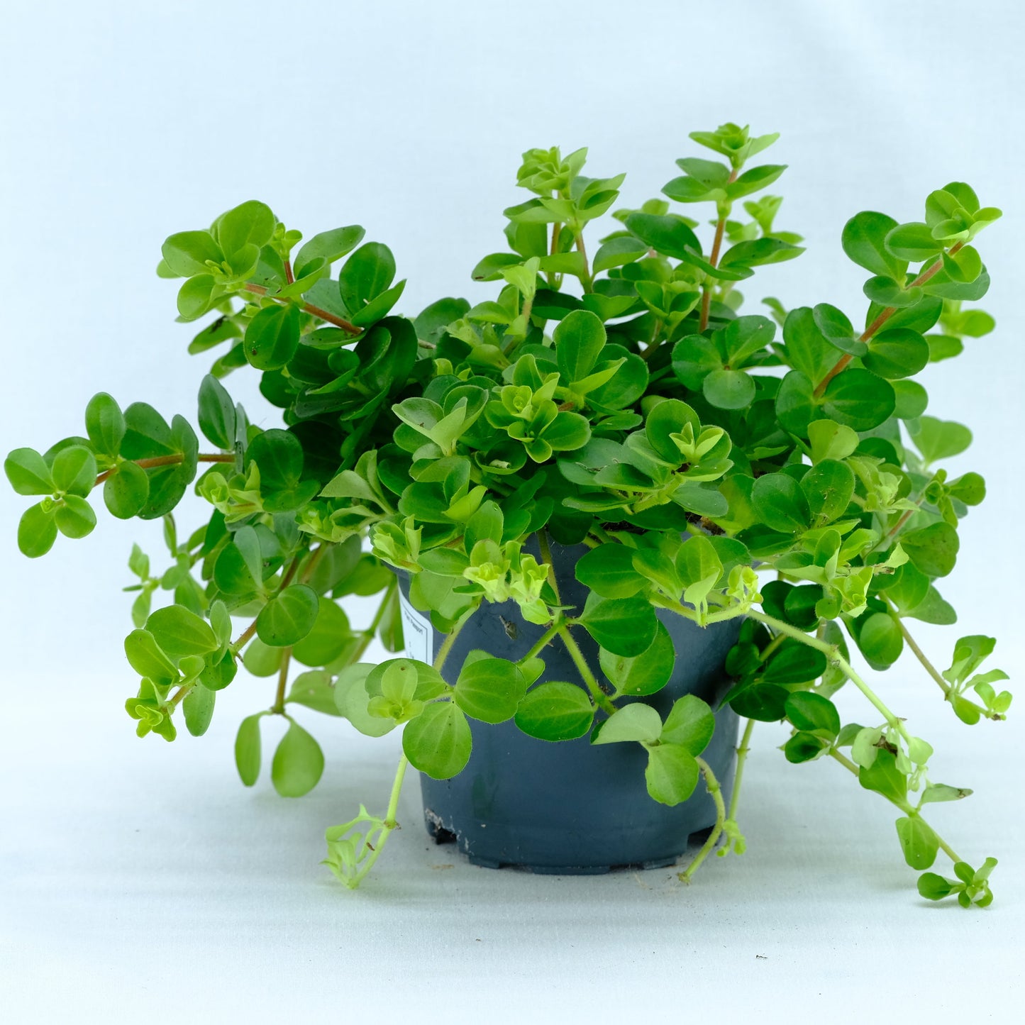 Peperomia rotundifolia