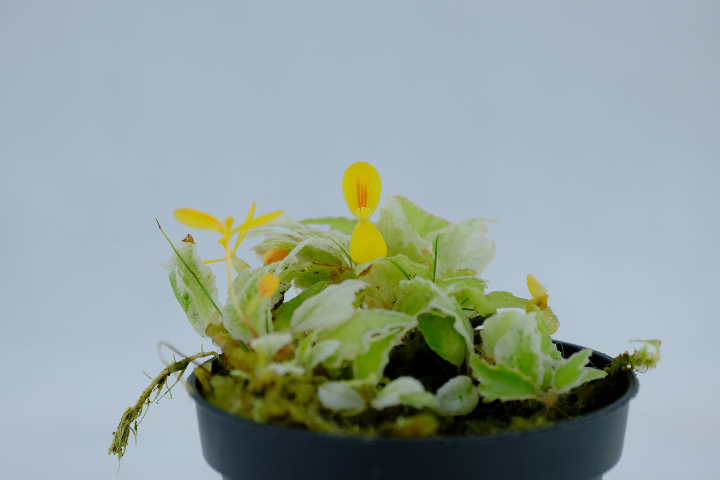 Begonia prismatocarpa variegated white