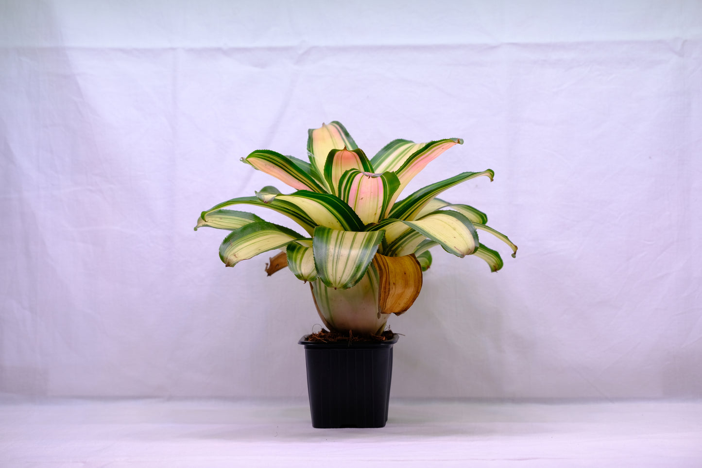 Neoregelia samsara
