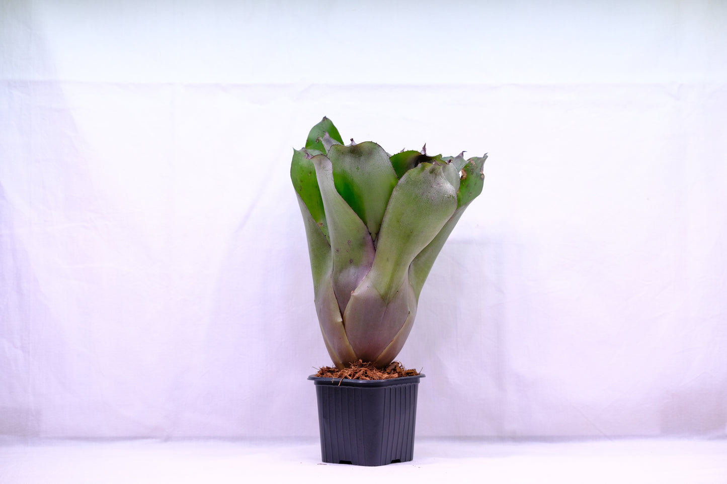 Neoregelia purple hybrid