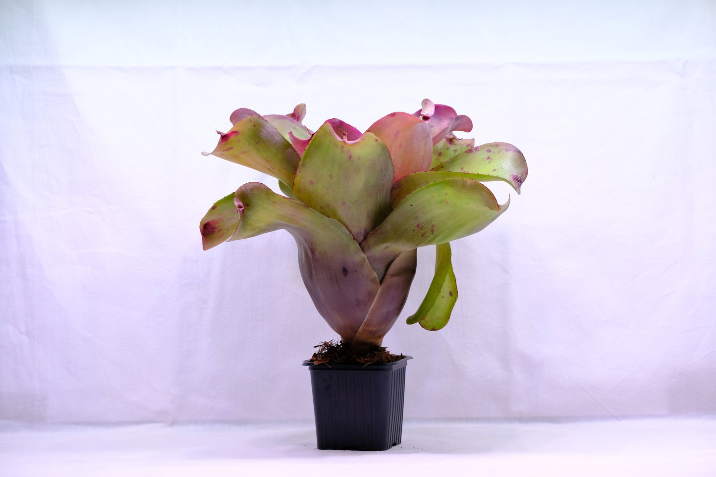 Neoregelia ninja hybrid