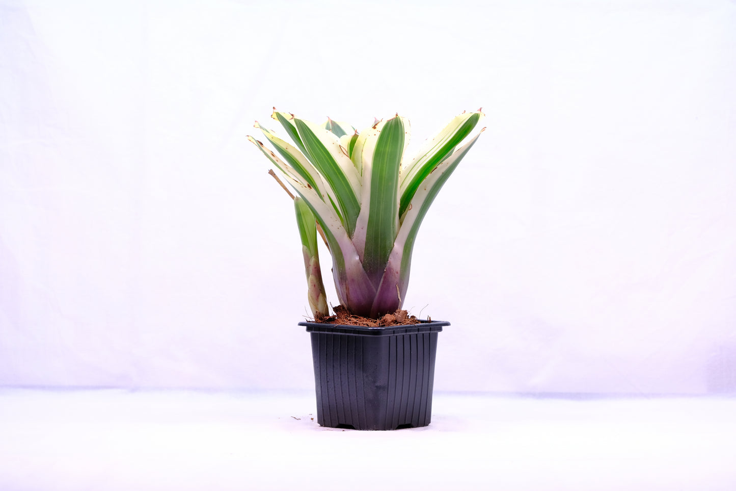 Neoregelia car. x con. fireball