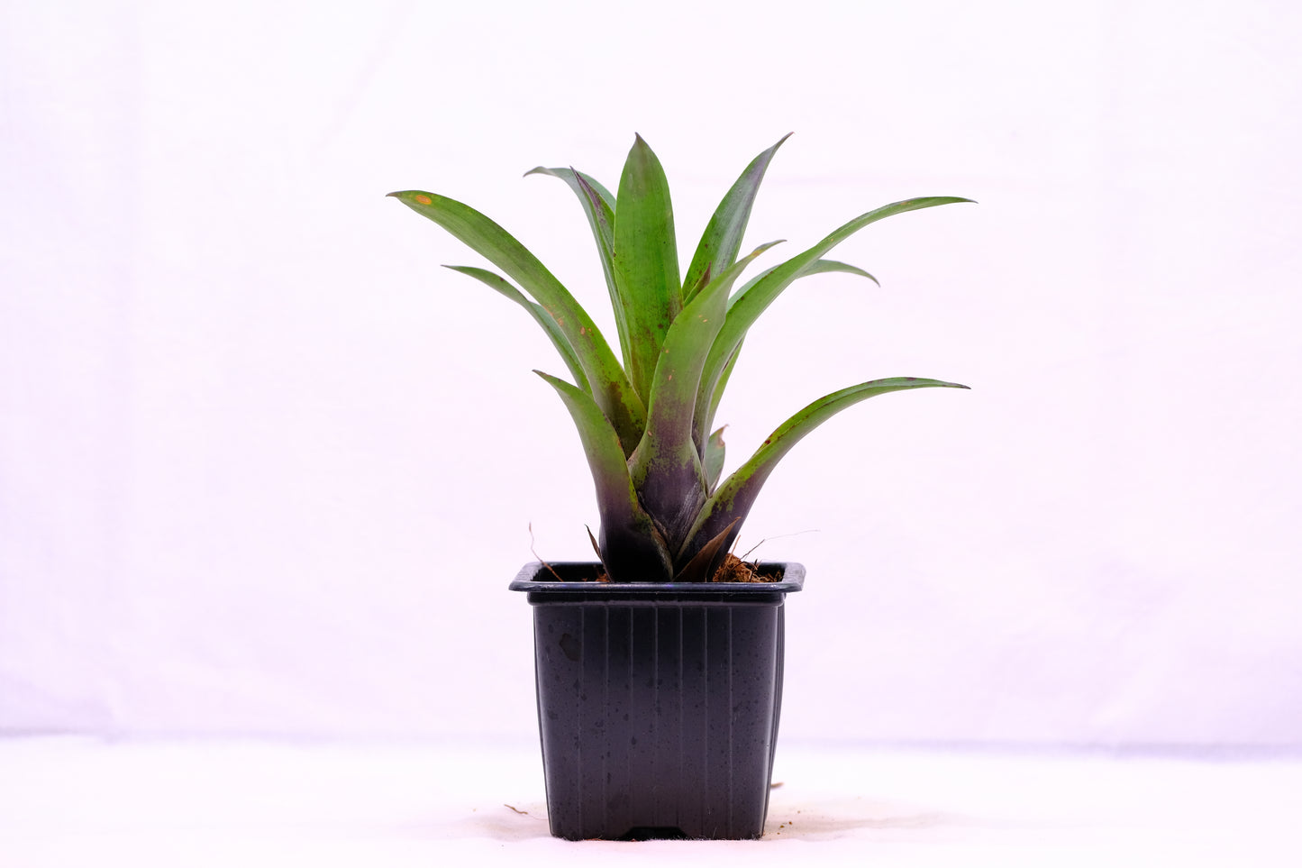 Vriesea corcovadensis