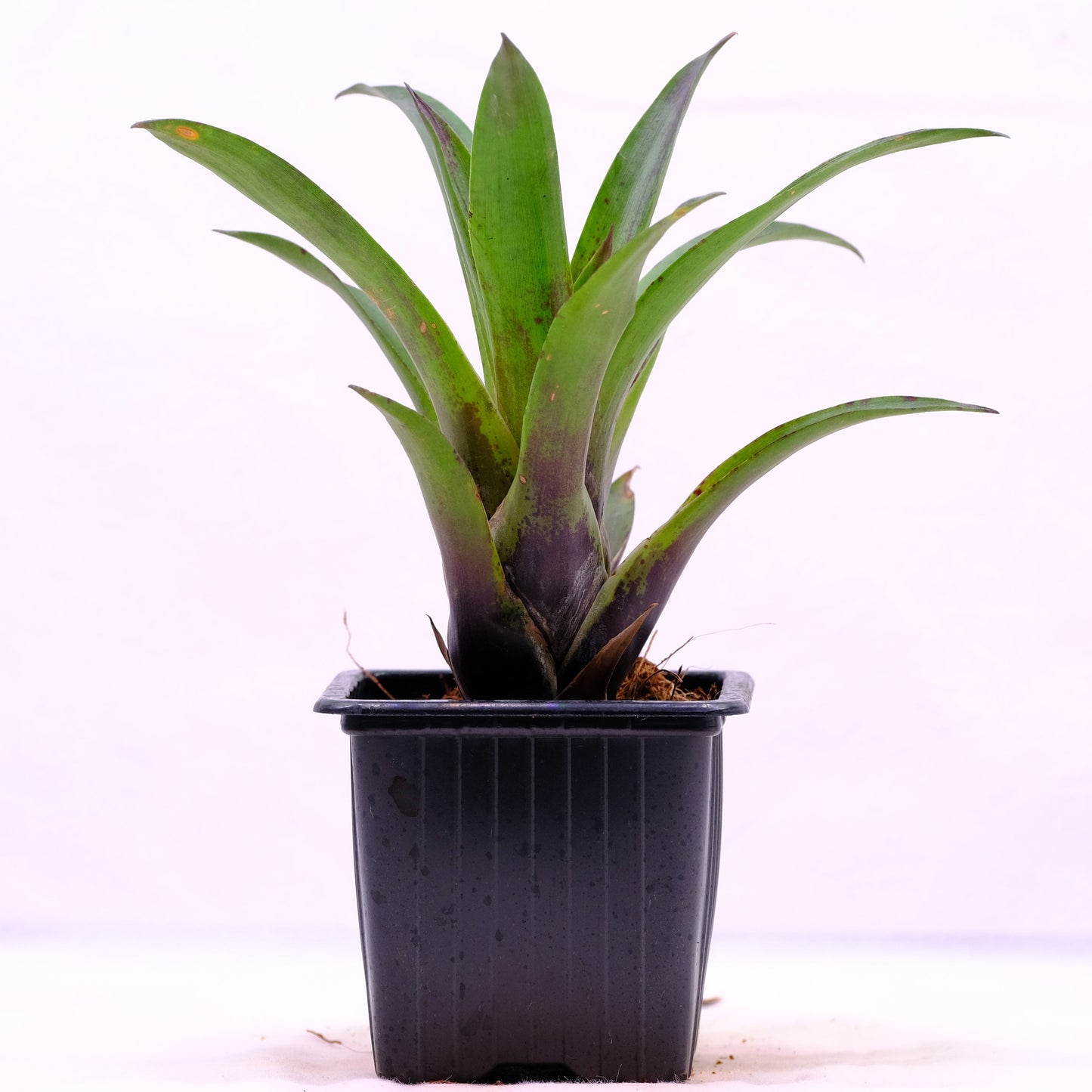 Vriesea corcovadensis