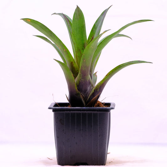 Vriesea corcovadensis