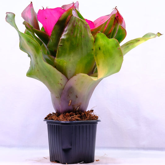 Neoregelia medusa x lila