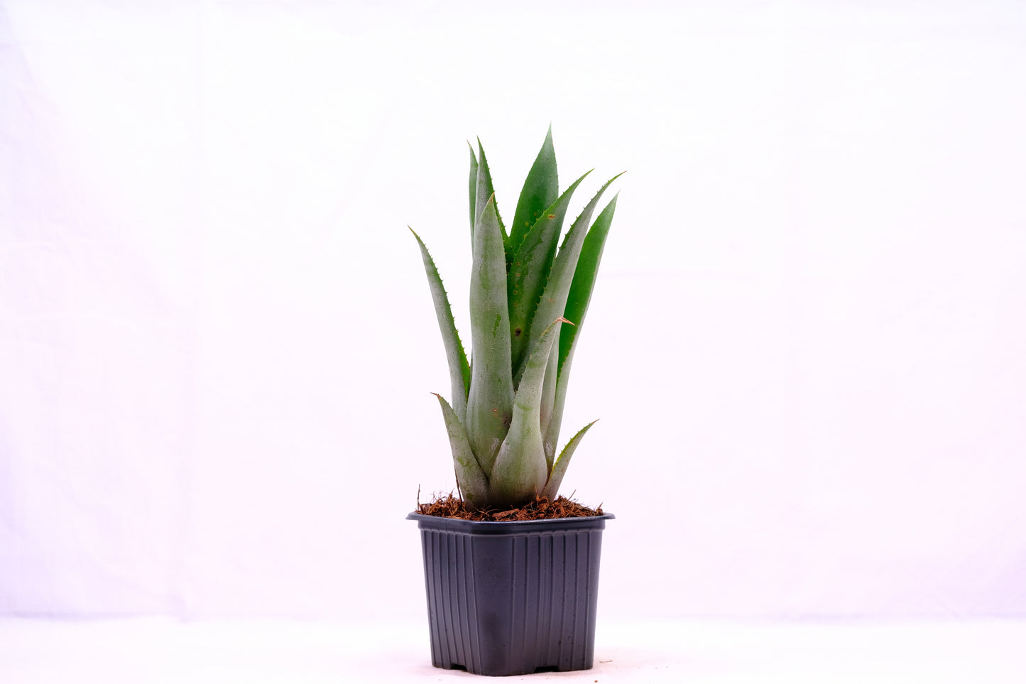 Aechmea bluetooth