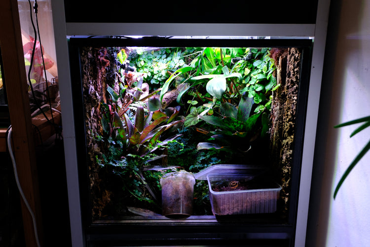 Terrariumplanten