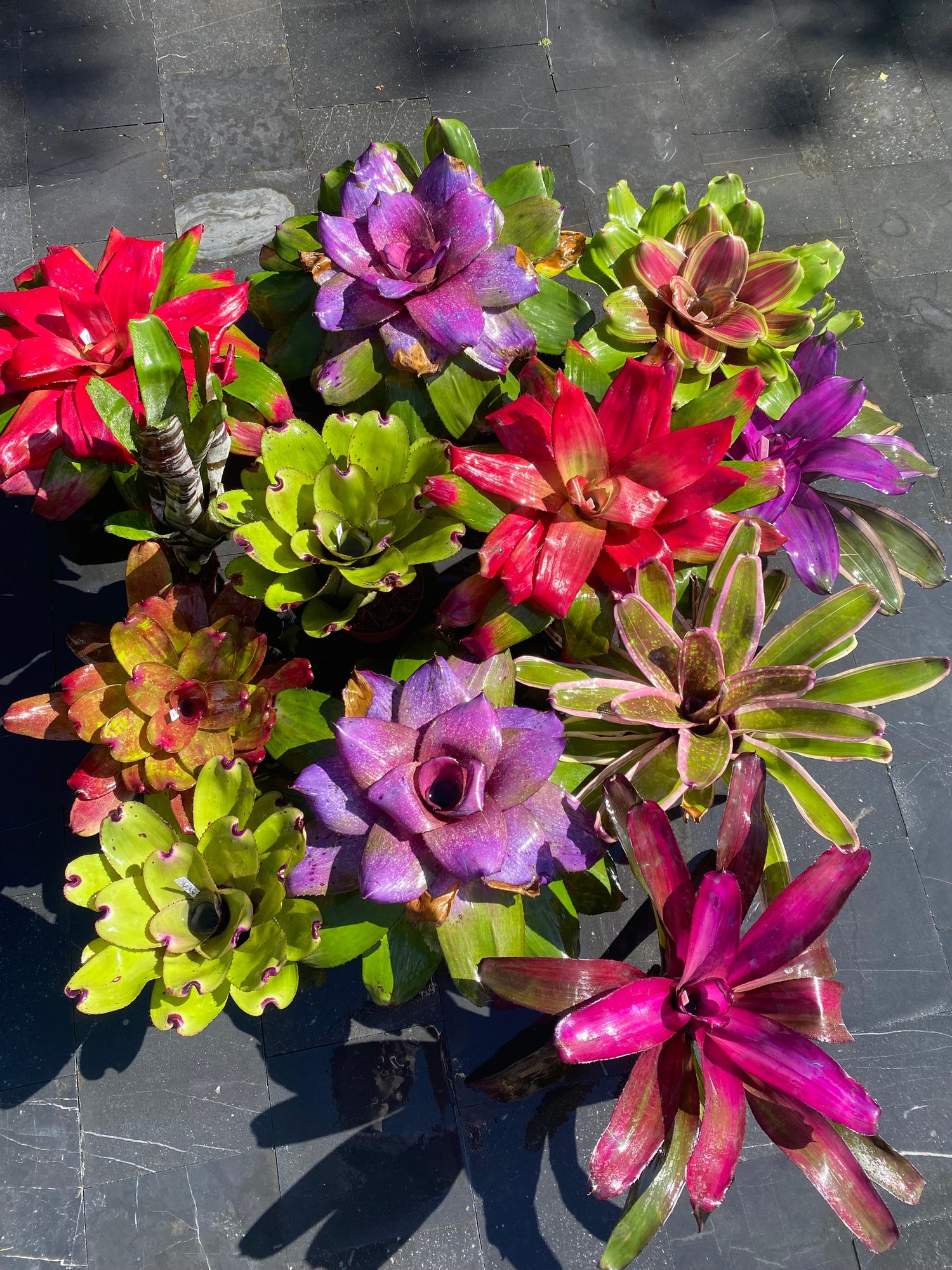 Bromelia's