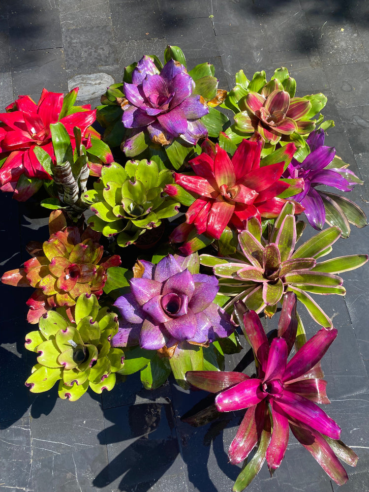 Bromelia's