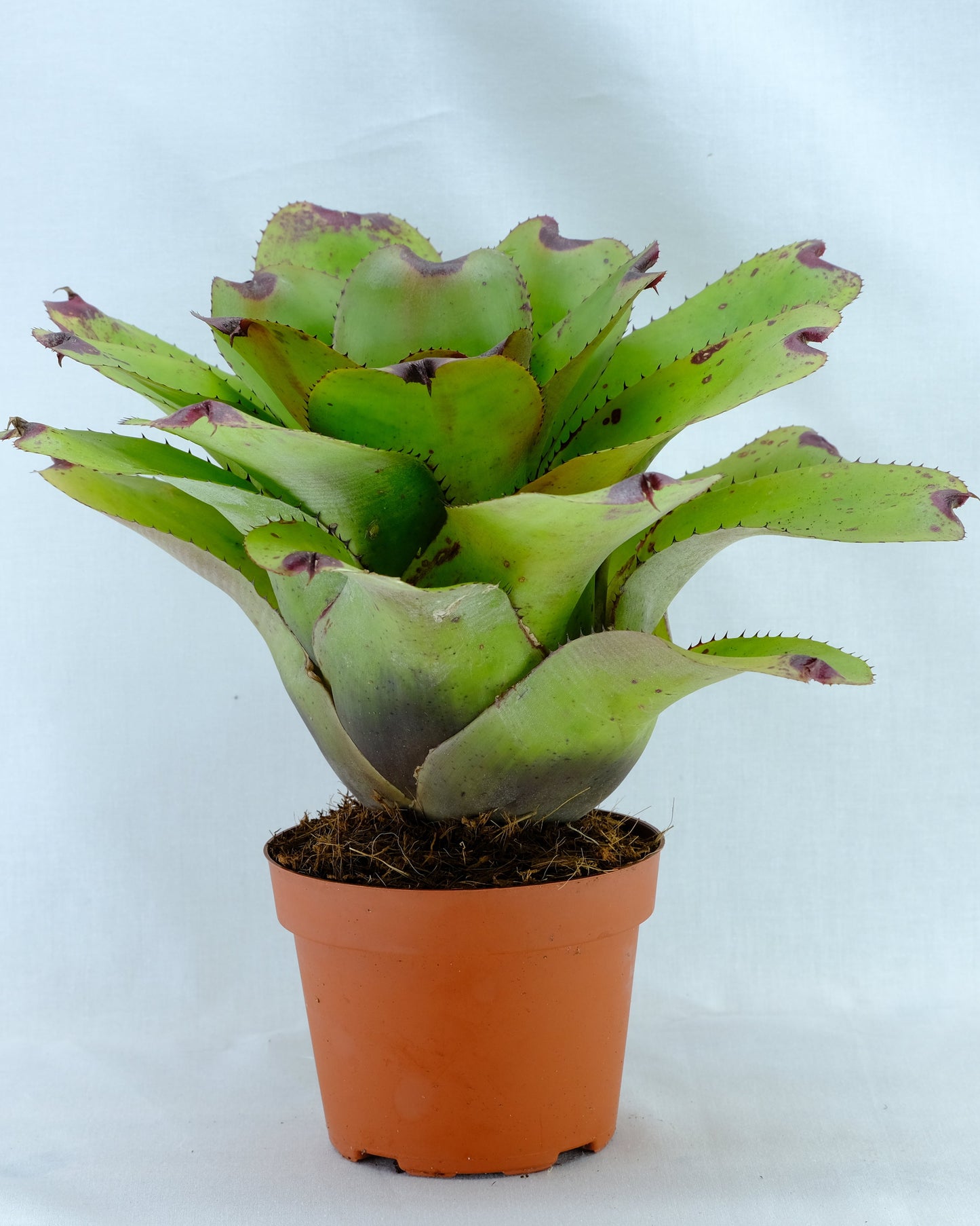 Neoregelia ninja hybrid