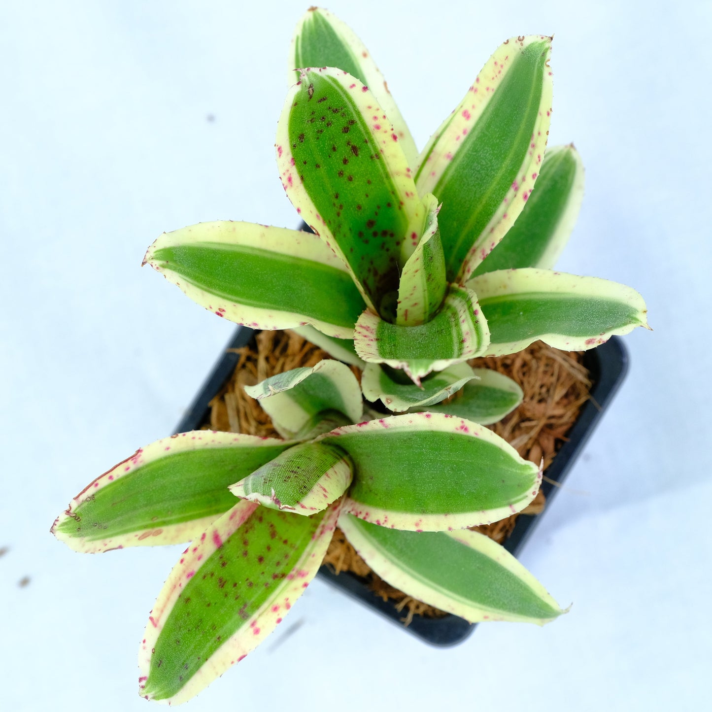 Neoregelia rumba