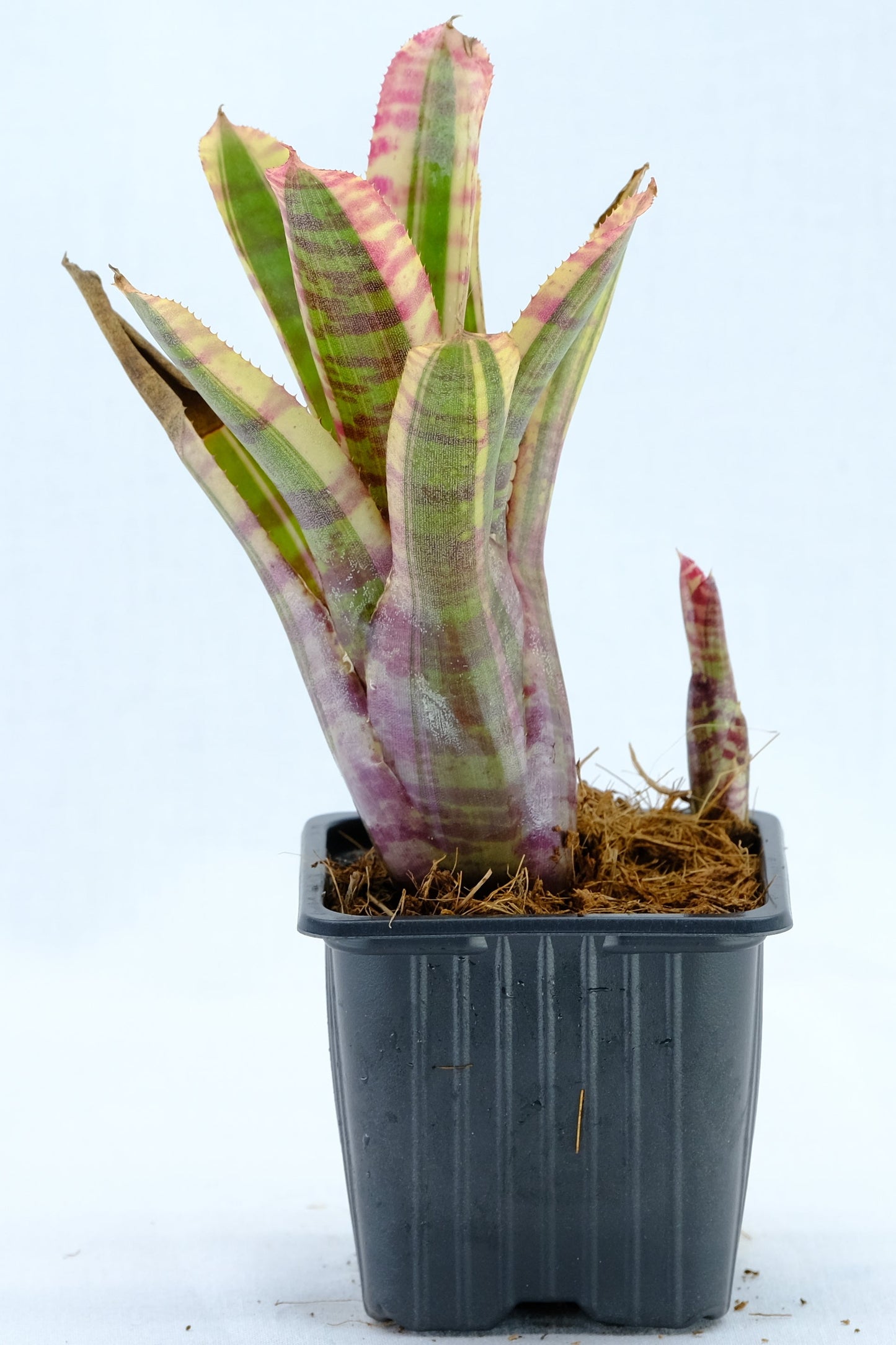 Neoregelia live wire