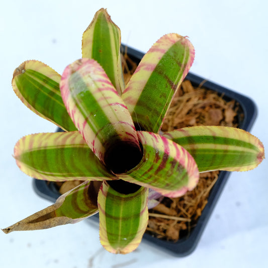 Neoregelia live wire