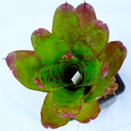 Neoregelia winnie the pooh