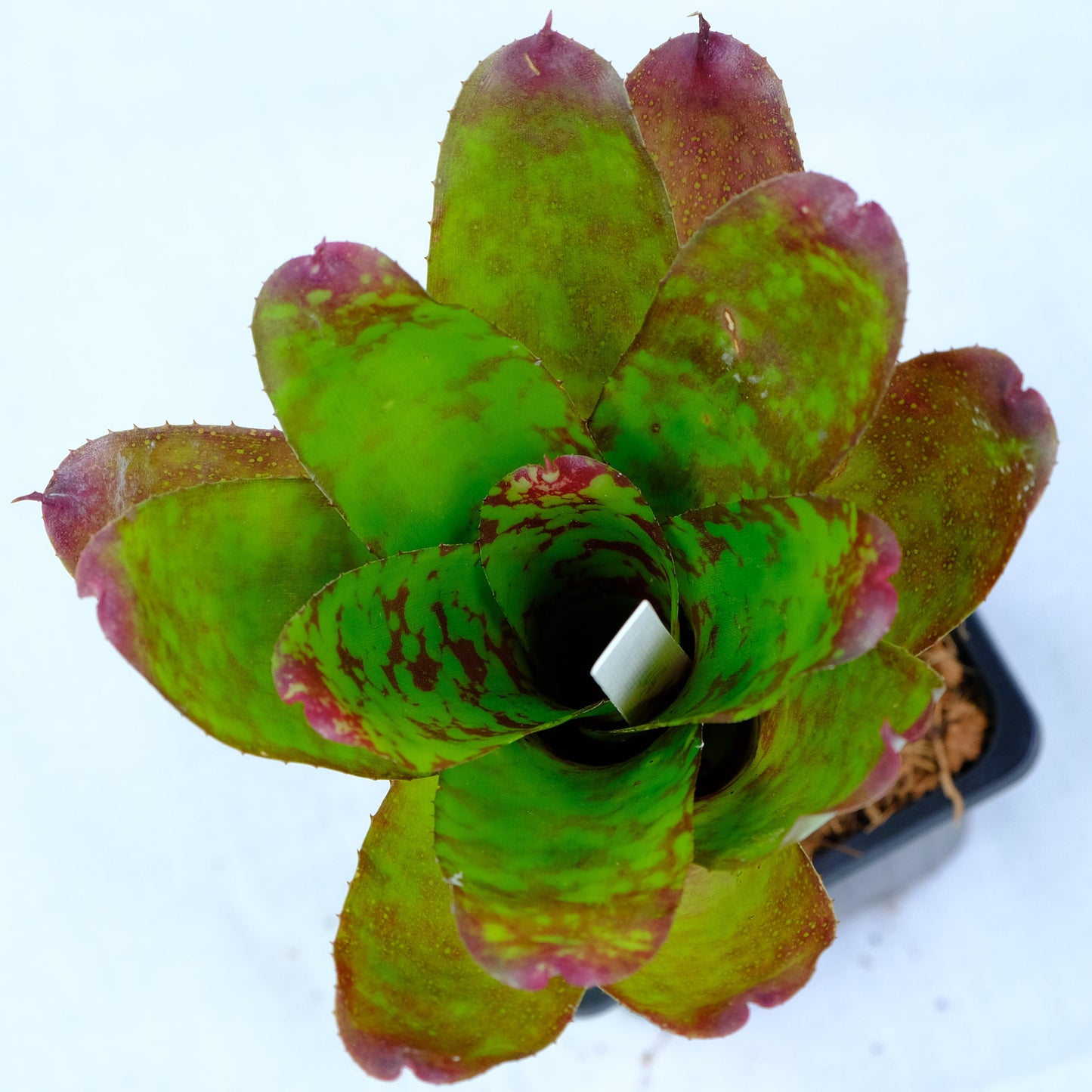 Neoregelia winnie the pooh