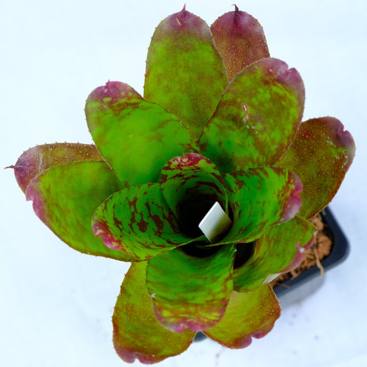 Neoregelia winnie the pooh