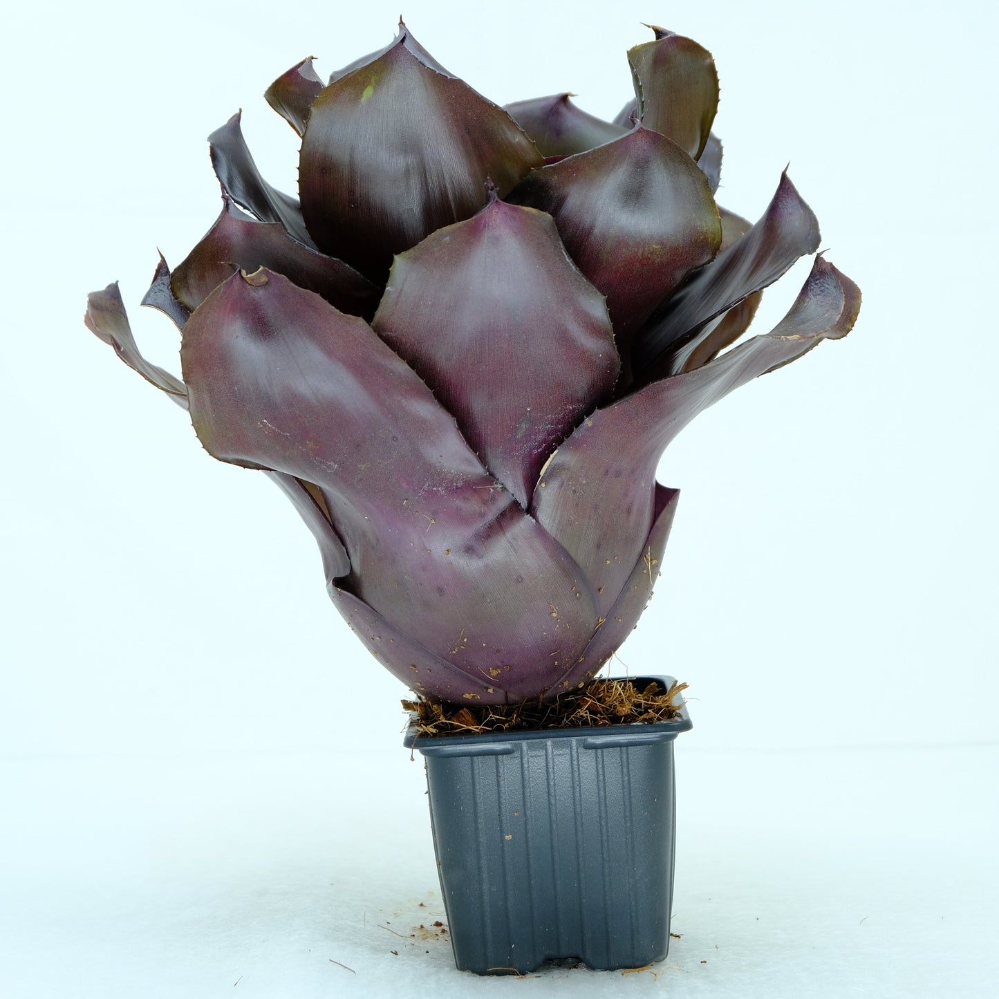 Neoregelia compact hybrid