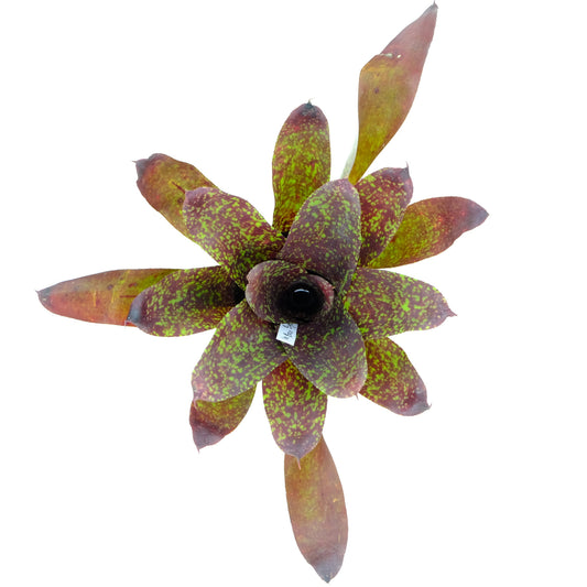 Neoregelia brown sugar