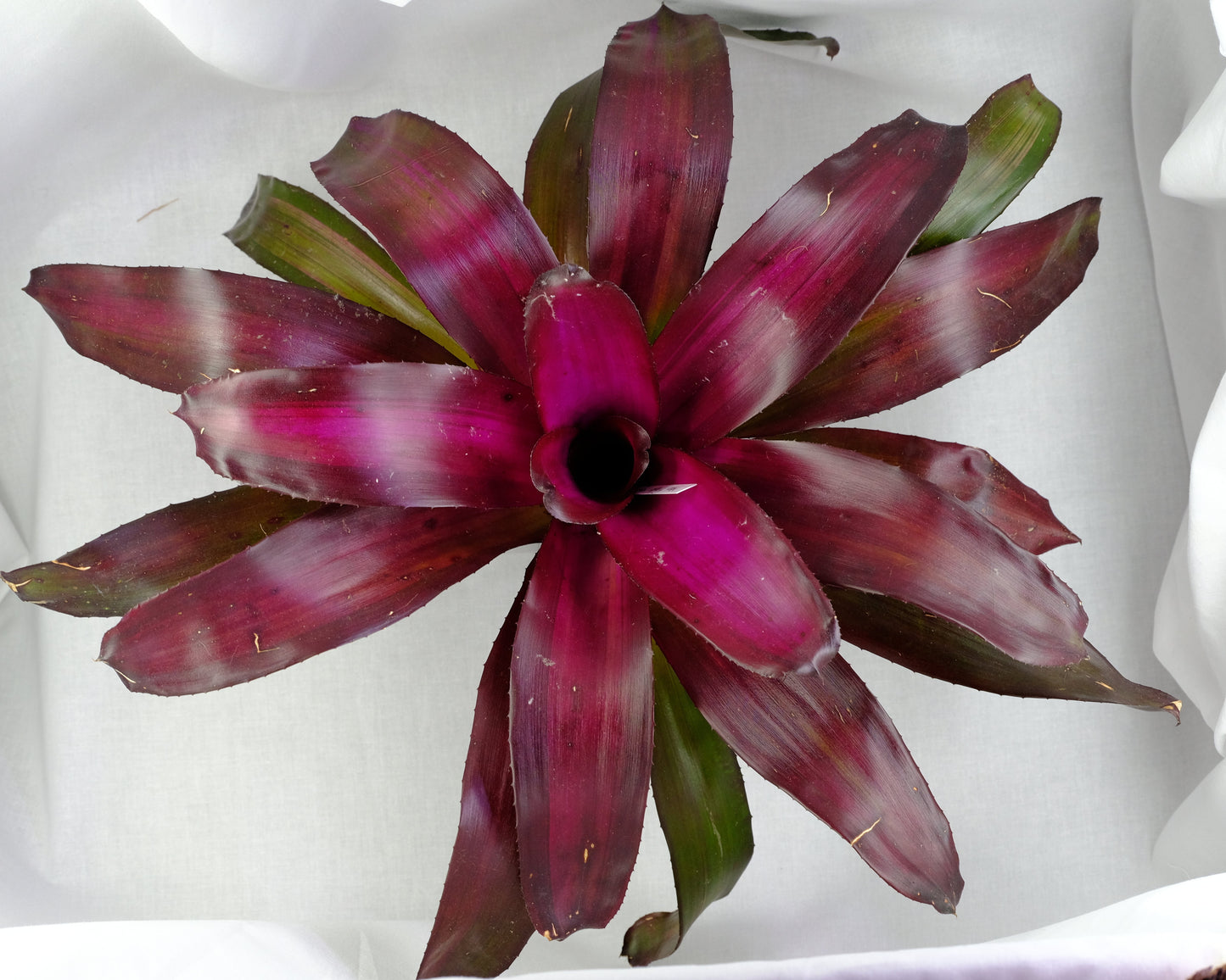 Neoregelia sp.