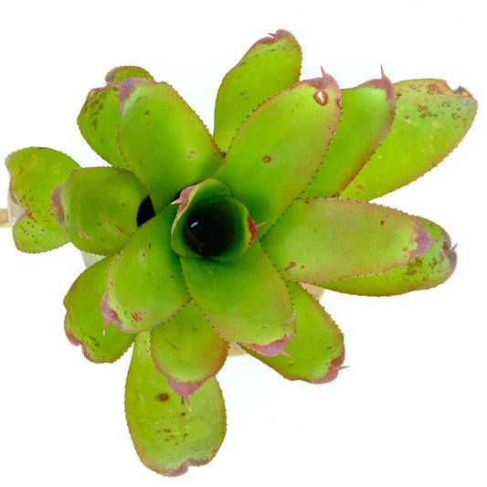 Neoregelia yellow spot