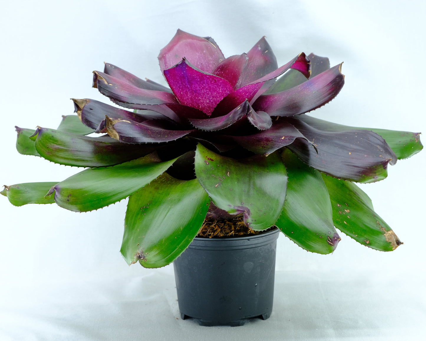 Neoregelia storm warning x Michi