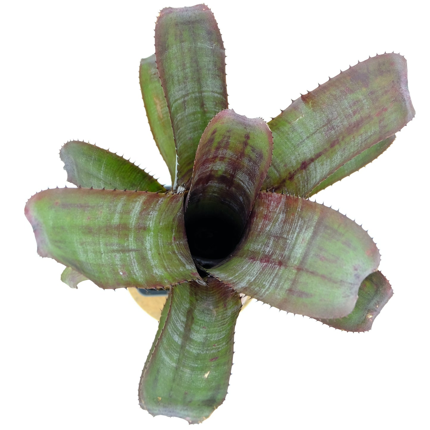 Aechmea nudicaulis Candy cane