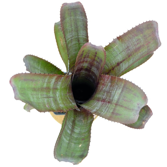 Aechmea nudicaulis Candy cane