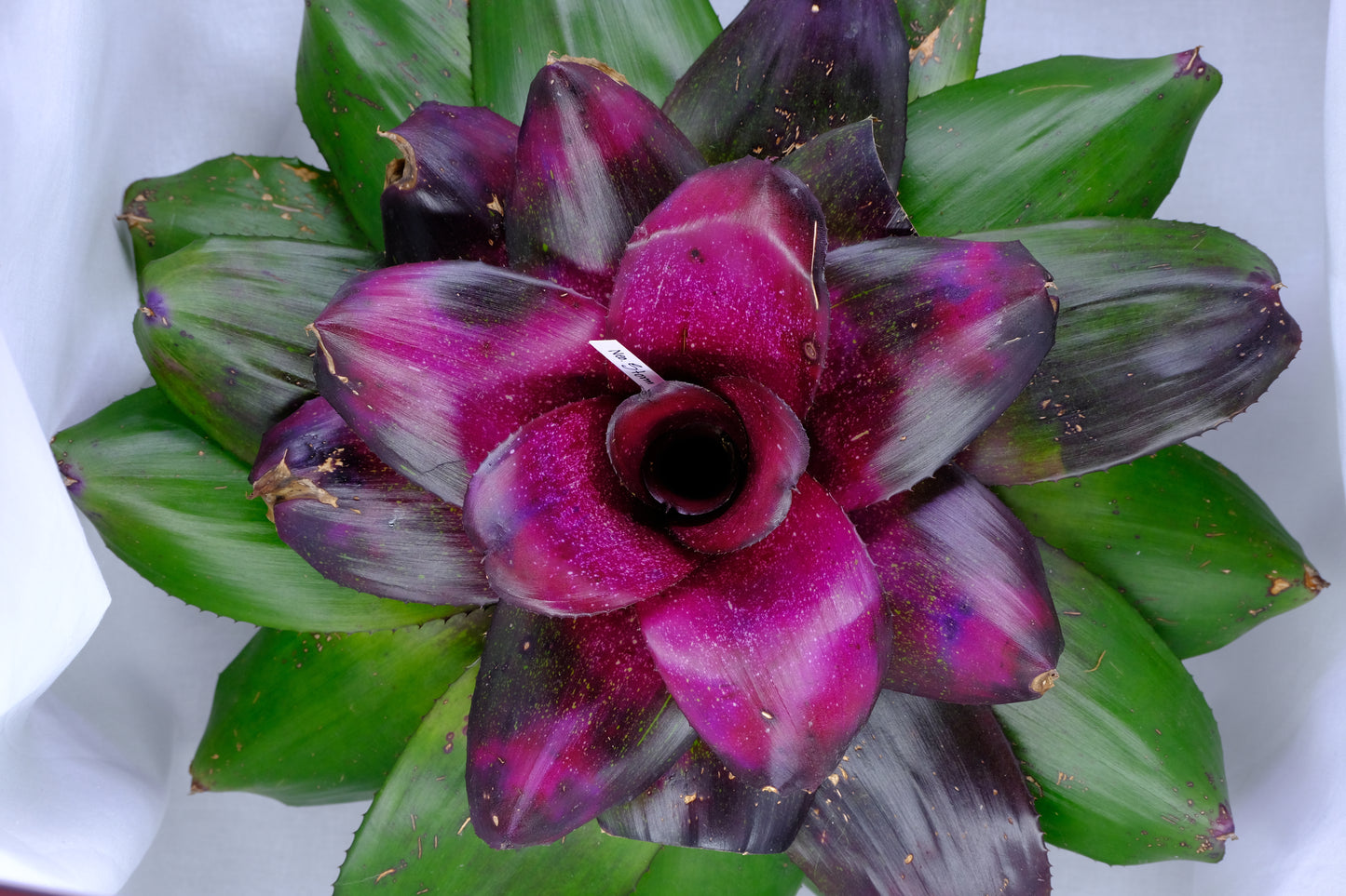 Neoregelia storm warning x Michi