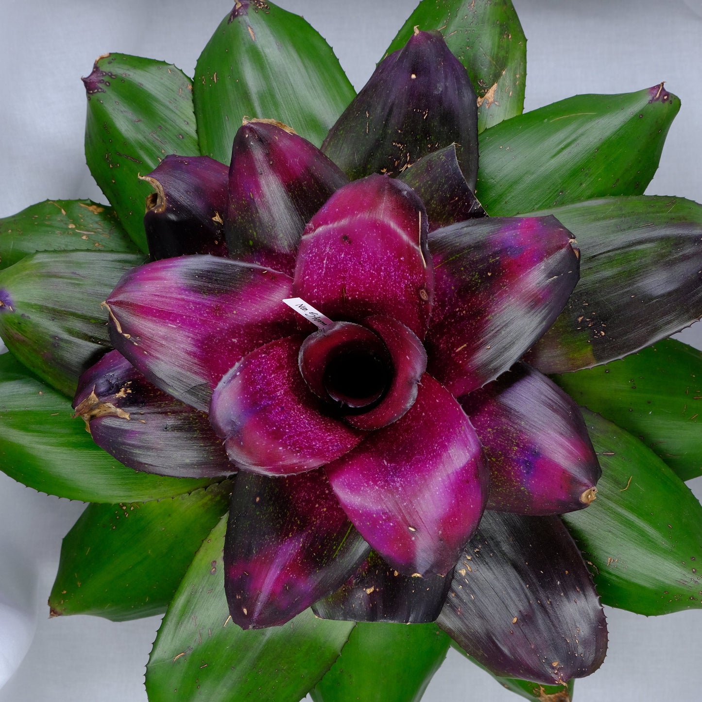 Neoregelia storm warning x Michi