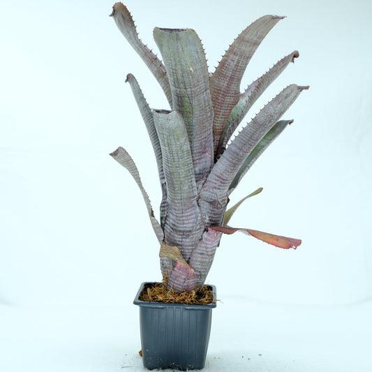 Aechmea nudicaulis Candy cane