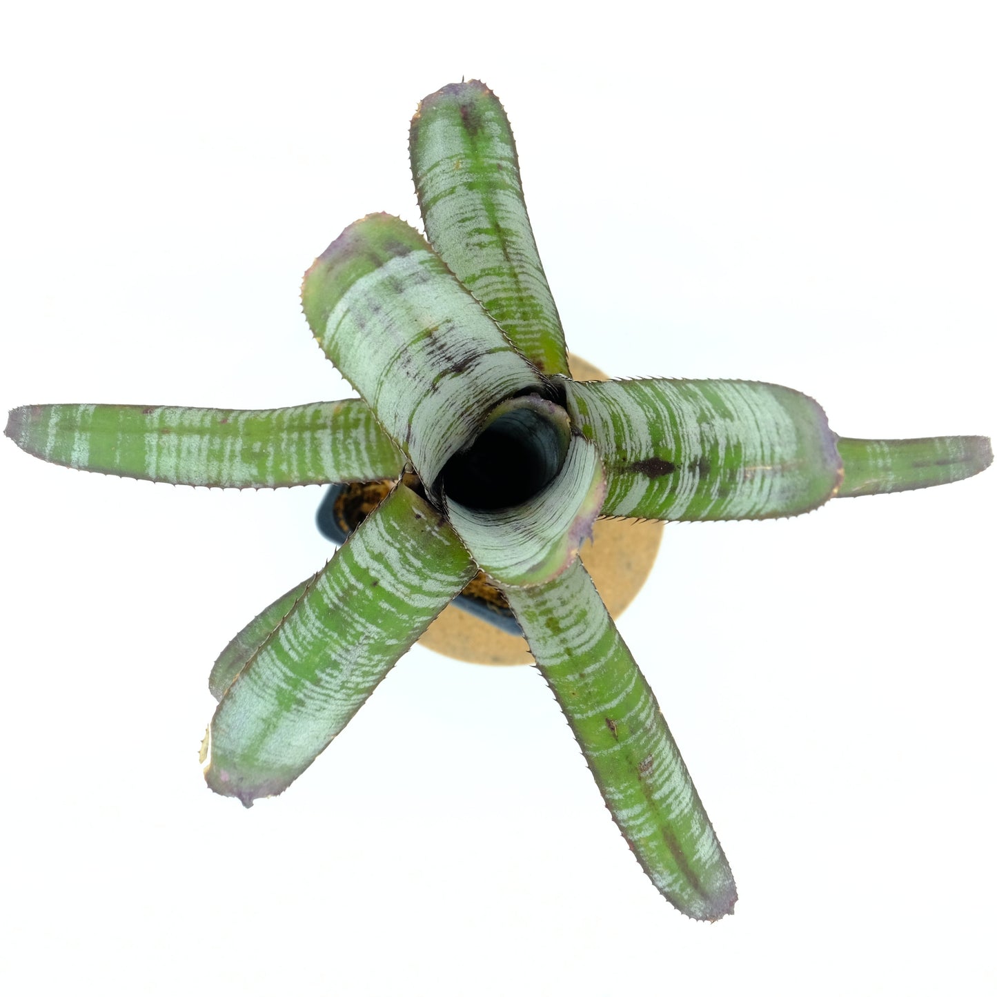 Aechmea nudicaulis Frosty the snowman