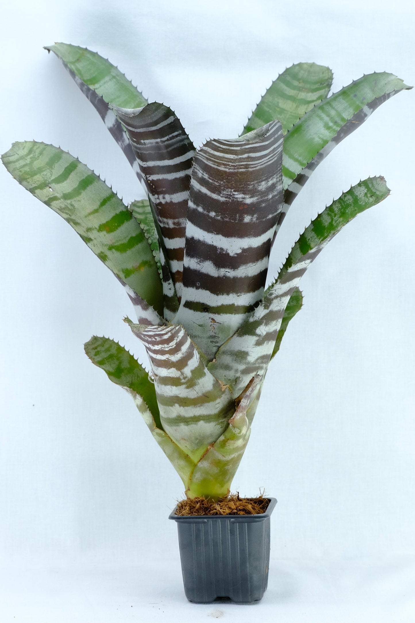 Aechmea chantinii black