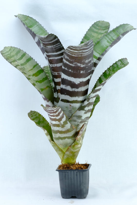 Aechmea chantinii black