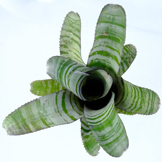 Aechmea chantinii black