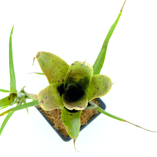 Neoregelia pauciflora yellow brown