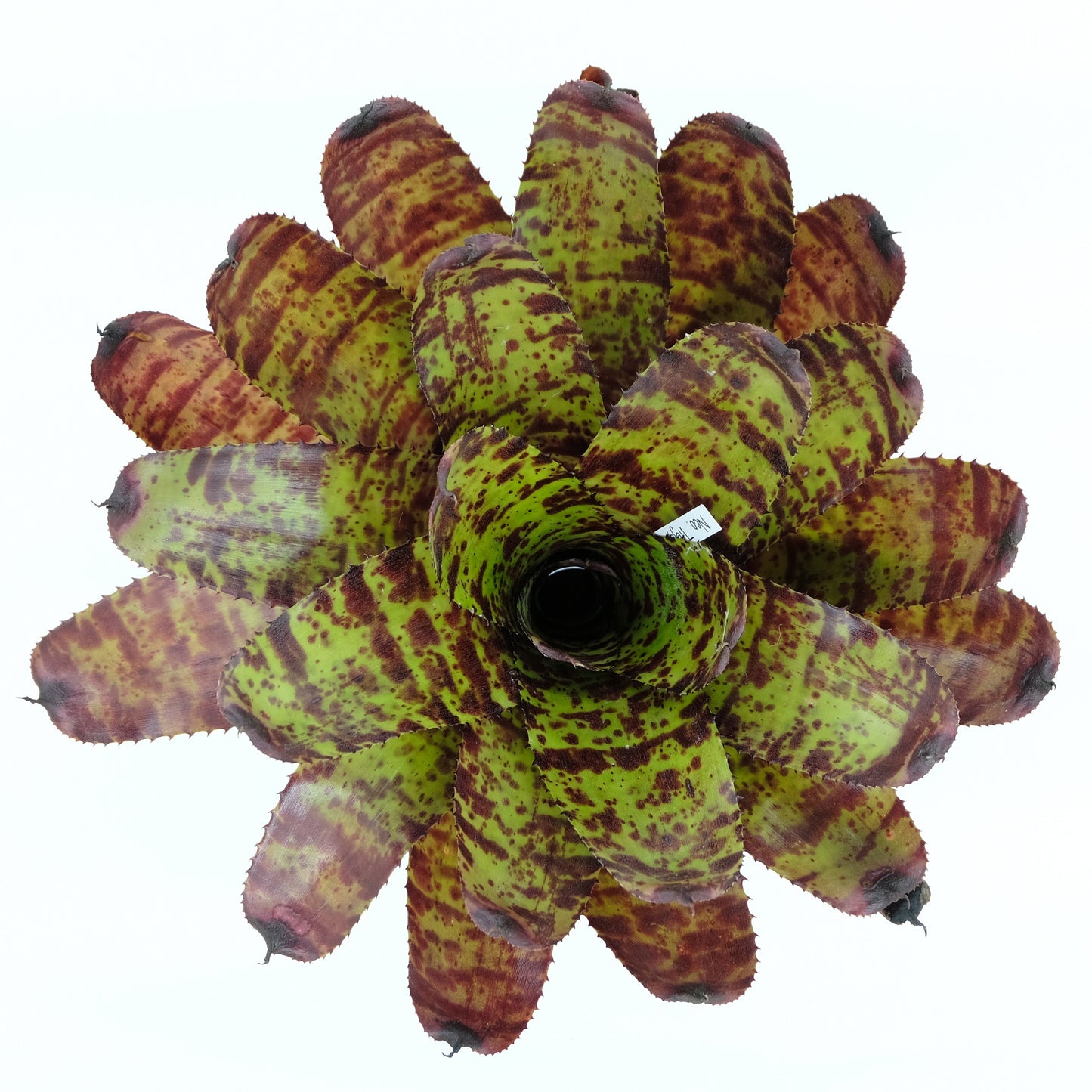 Neoregelia tiger head hybrid