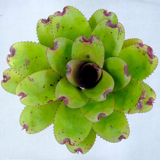 Neoregelia ninja hybrid
